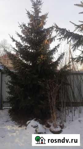 Ель новогодняя Елизово - изображение 1