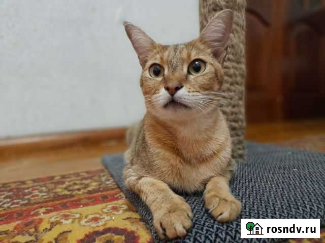 Котята чаузи Короча - изображение 1