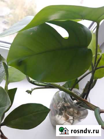 Lechuza / Субстрат lechuza PON / немецкое качество Пермь - изображение 1