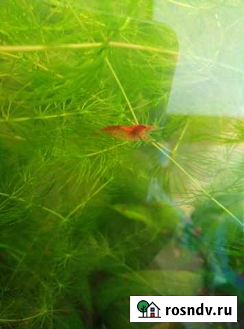 Креветки вишни, Улитки Таганрог - изображение 1