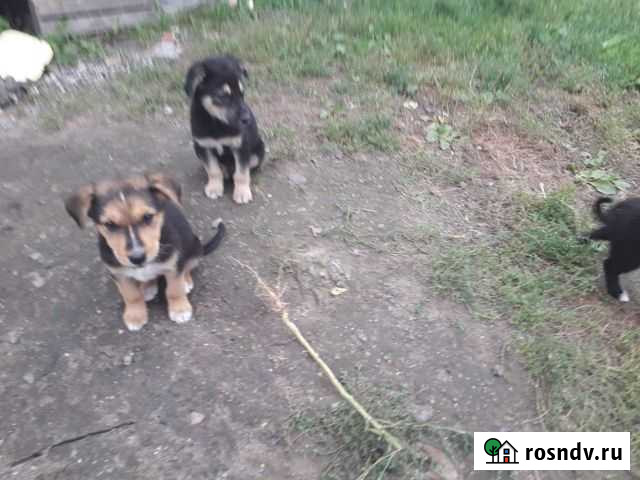 Собаки Шилово - изображение 1