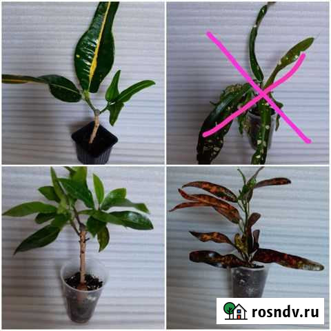 Кротоны Иркутск - изображение 1