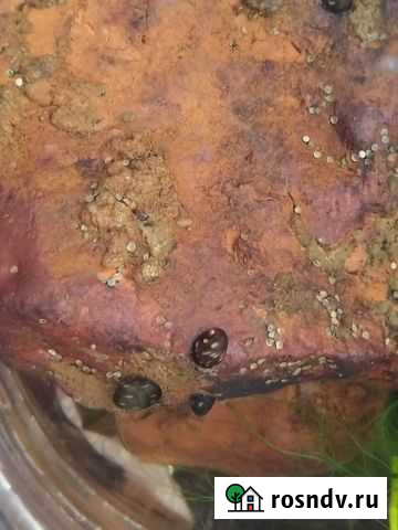 Улитки Теодоксус, Дафния Моина, Аулофорус Калуга - изображение 1