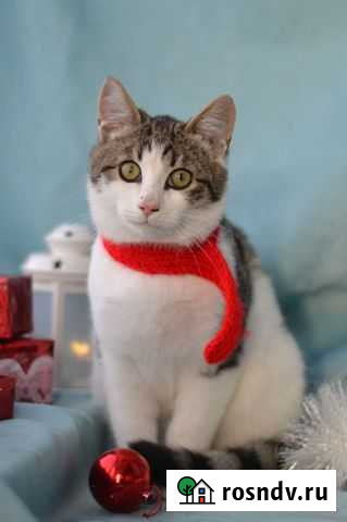 Кот кастрированный Смоленск - изображение 1