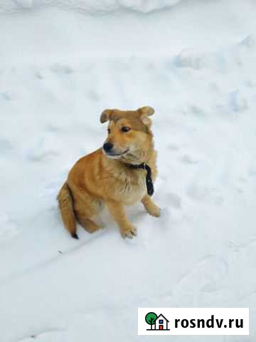 Собаки бесплатно в добрые руки щенки Королев - изображение 1