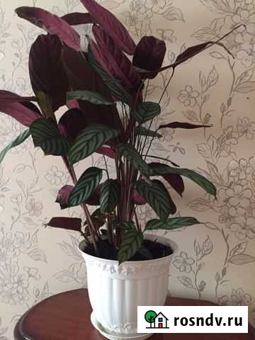 Ктенанта Омск - изображение 1