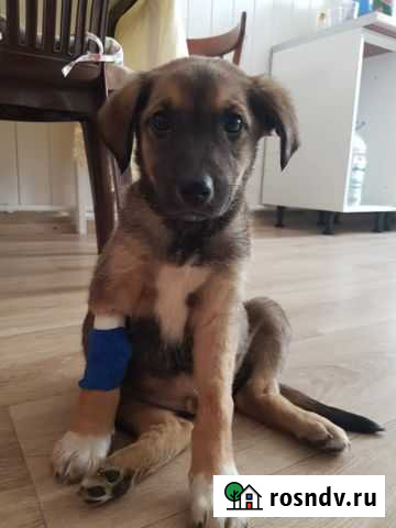 Щенки в добрые руки Серпухов - изображение 1