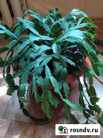 Декабрист Астрахань - изображение 1