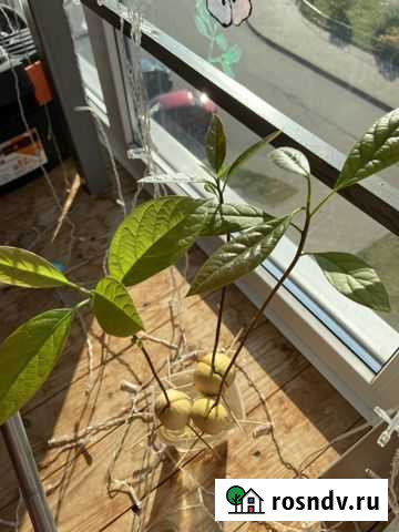 Пророщенное авокадо Великий Новгород - изображение 1