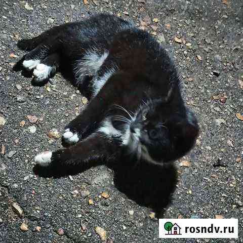 Котенок в добрые руки Смоленск