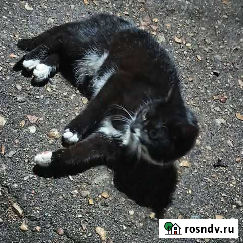 Котенок в добрые руки Смоленск - изображение 1