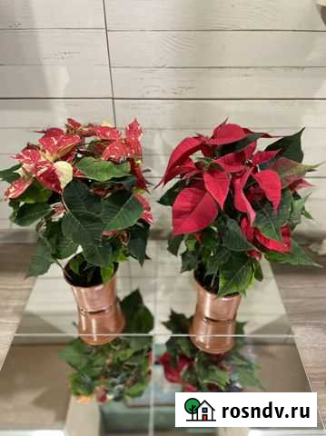 Пуансеттия (Рождественская Звезда), комнатные цвет Тольятти - изображение 1