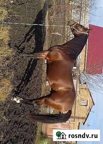 Жеребец орловский рысак Ольгинская - изображение 1