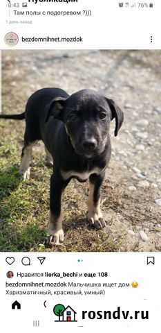 Щенки бесплатно Моздок - изображение 1