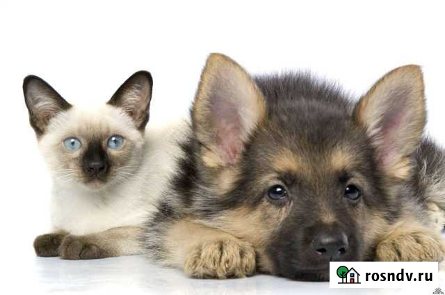 Домашняя передержка маленьких зверюшек,кошек и соб Мурманск - изображение 1