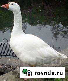 Гусь Грязи - изображение 1