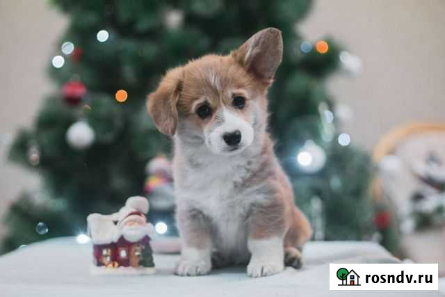 Корги пемброк Самара - изображение 1