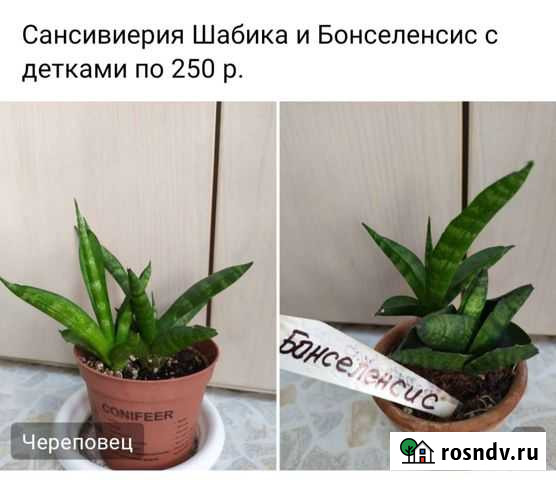 Сансевиерия Суда - изображение 1