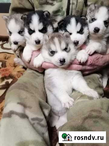 Щенки сибирской хаски Кострома - изображение 1
