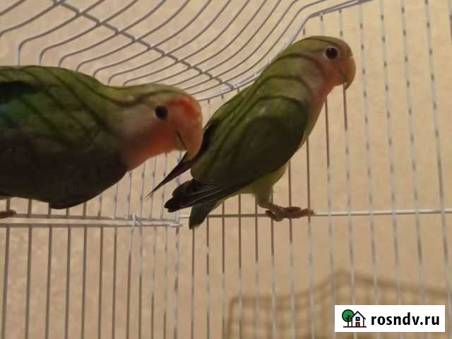 Попугай неразлучники Ростов-на-Дону - изображение 1