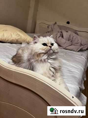 Британская шиншилла Курск - изображение 1