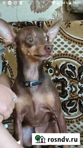 Вязка Той терьер ищет подружку Новочеркасск - изображение 1