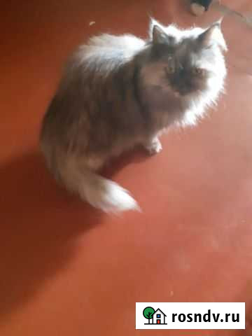 Персидская кошка и кот в добрые руки бесплатно Дзержинск - изображение 1