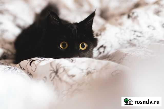 Кошечка 4,5 мес Благовещенск - изображение 1