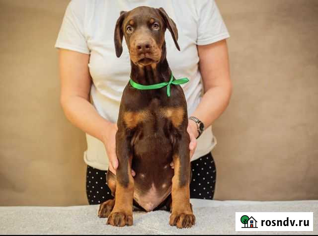 Щенки добермана Воронеж - изображение 1