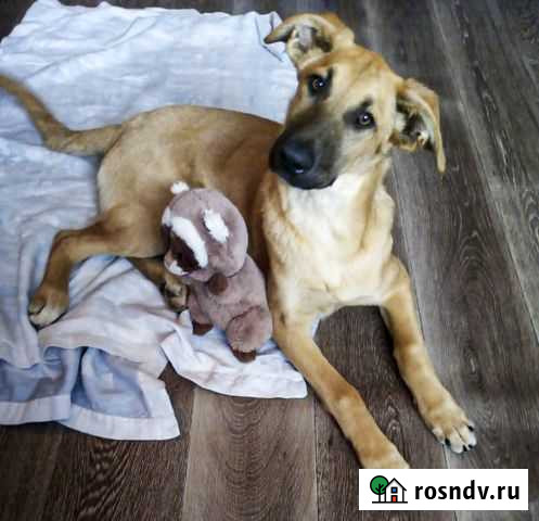 Лайма - стерильная девочка-щенок в дар Иркутск - изображение 1