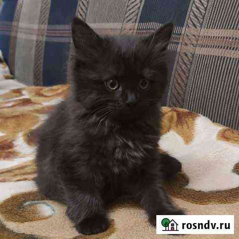 Кошка в дар Воронеж