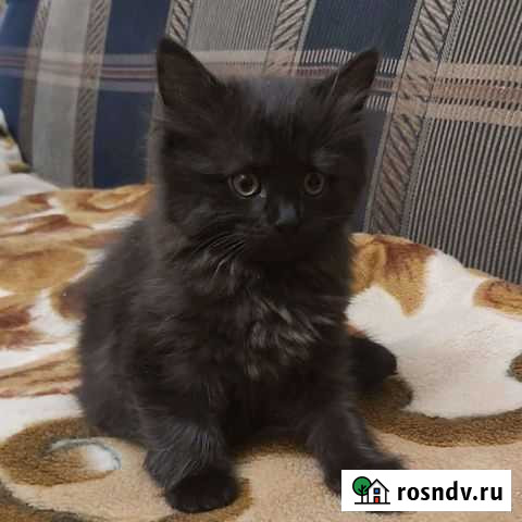 Кошка в дар Воронеж - изображение 1