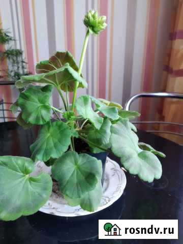 Цветы комнатные Симферополь - изображение 1