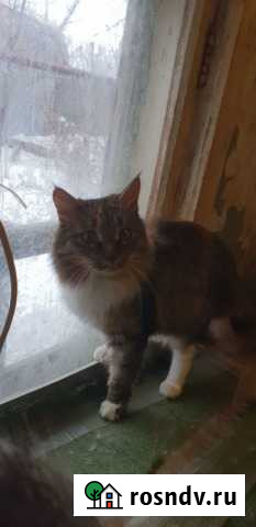 Кошечка Оренбург - изображение 1