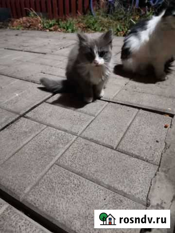 Кошка Альметьевск - изображение 1