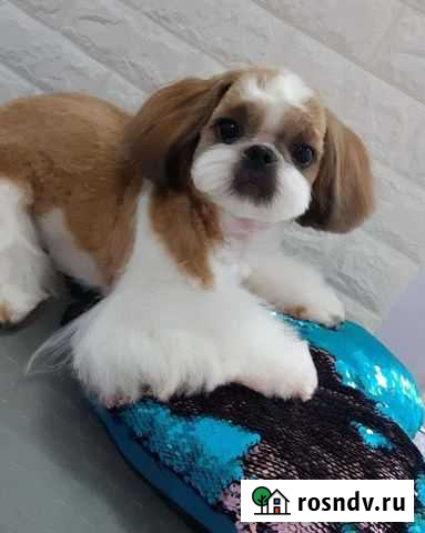 Мальчик породы ши-тцу ищет девочку Белогорск - изображение 1