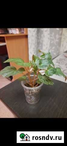 Бегония черенки Красноярск - изображение 1