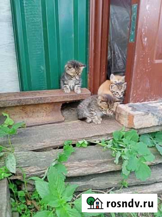 Кошки Тюмень - изображение 1