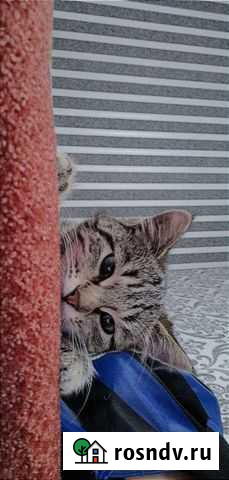 Кошка в добрые руки Махачкала - изображение 1