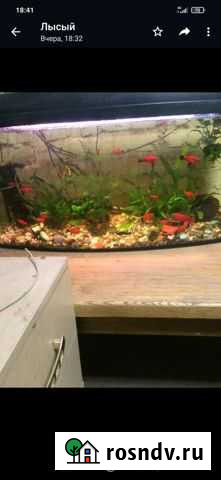 Аквариум Курск - изображение 1