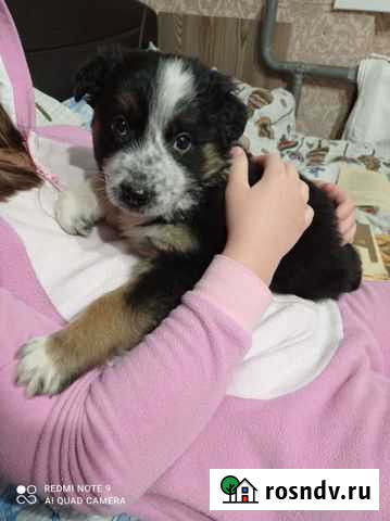 Собаки бесплатно в добрые руки щенки Рязань - изображение 1