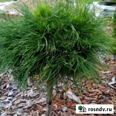 Сосна горная Варелла на штамбе Лебяжье - изображение 1