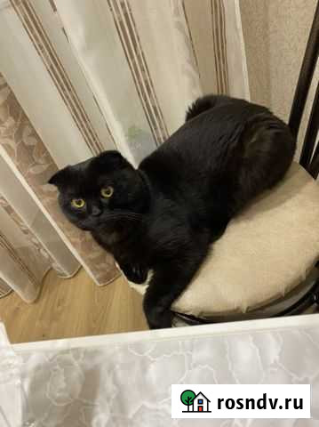 Британский кот вязка Чебоксары - изображение 1