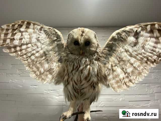 Чучело совы Саранск - изображение 1