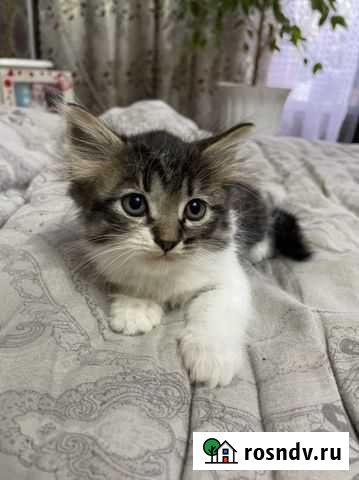 Котята в добрые руки Старое Шайгово - изображение 1