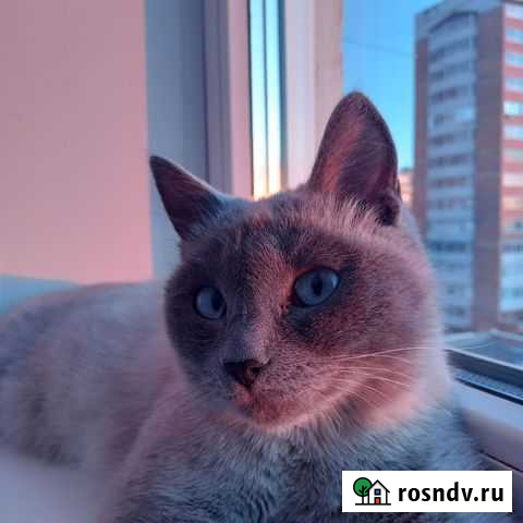 Сиамские кошки бесплатно Чита - изображение 1