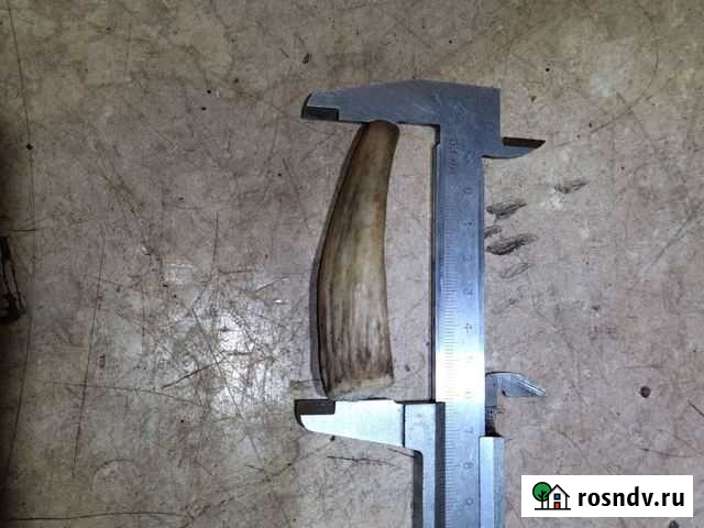 Рог оленя Кимры - изображение 1