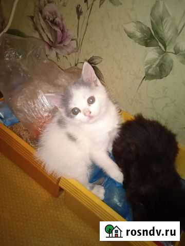 Кошки в добрые руки бесплатно Лабинск - изображение 1