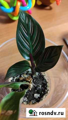 Калатея Дзержинск - изображение 1