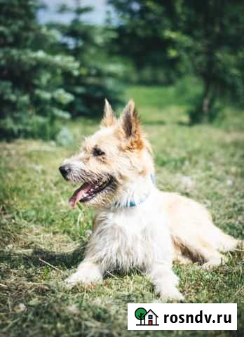 Рыжик в поисках дома Казань - изображение 1